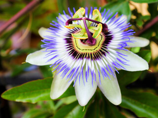 Passionflower (Passiflora caerulea)  or passion flower in tropical garden. Passion fruit flower or...