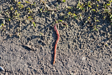 worm crawled out into the spring sun