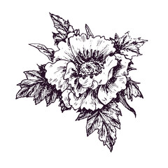 Peony flower top view, doodle black ink drawing, woodcut style