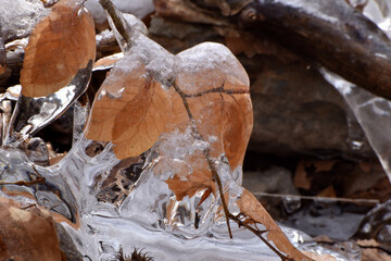 Gefrorenes Buchenblatt