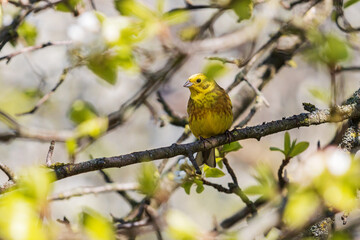 Obraz premium yellowhammer sits among the spring bloom