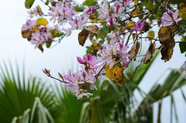Pink flowers on a tree. The spring bloom. Pink flowers of the oleander tree. Branch with flowers of...