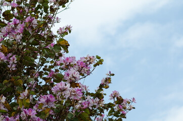 Pink flowers on a tree. The spring bloom. Pink flowers of the oleander tree. Branch with flowers of...