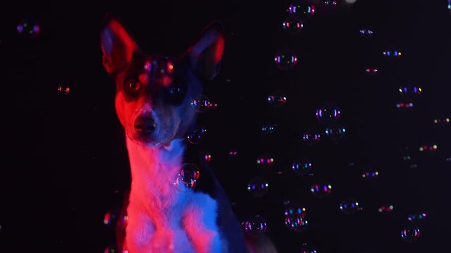 Basenji sits and looks in front of him, surrounded by flying soap bubbles. Pet in the studio on a black background in red neon light. Slow motion. Close up.