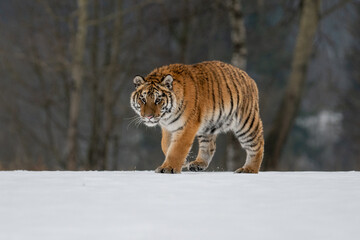 Siberian Tiger running in snow. Beautiful, dynamic and powerful photo of this majestic animal. Set in environment typical for this amazing animal. Birches and meadows