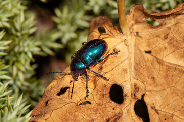 Multicolored beetle on dry leaf background, close up