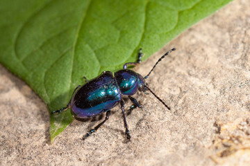 Multicolored beetle on green leaf and gray background, close up