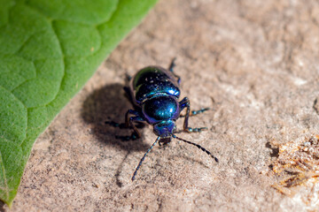 colourful bug on gray stone background close up
