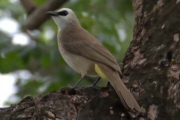 yellow vented bulbul in a tree
