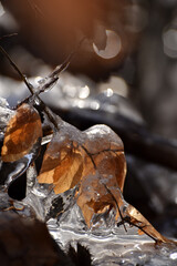 Gefrorenes Buchenblatt