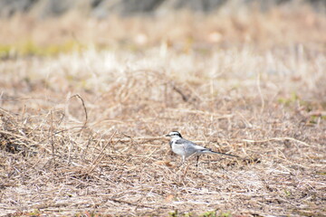 草地に立つハクセキレイ