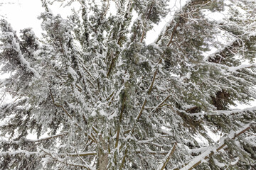 Winter cold background - fir branch covered with white frosty frost and snowflakes in the forest...