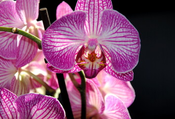 Close up of purple veined orchids