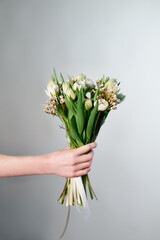 Hands of a woman congratulates with tulip flowers bouquet isolated on gray background. Congratulating, date, Mother's Day or International Woman's Day concept