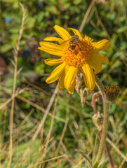 Fleur d'arnica, alpine aux Houches, Haute-Savoie, France