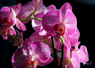 Close up of purple veined orchids