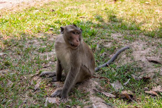 Wild monkey on sunny lawn, closeup photo. Monkey protecting territory. Dangerous animal in Asia.
