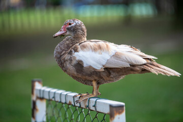 Beautiful female Mallard duck perching on wooden fence rail. Close up.