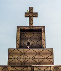pigeon on the cemetery with cross