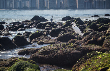 blue and white heron in the rock