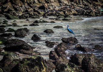 blue heron in the rock sea