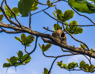 nest bird on a branch