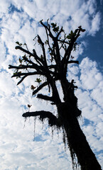 tree in the sky tree