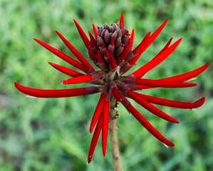 red flower