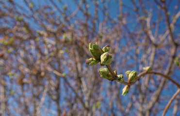 The branch of the tree sprouts buds