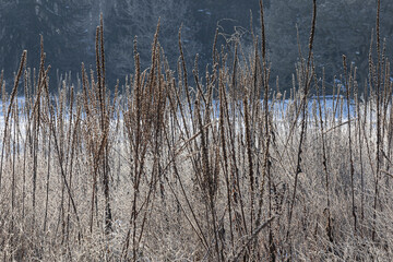 Wildblumenwiese im Winter