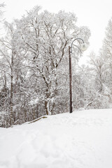 Winter forest, landscape. Trees in the snow. Snowy winter.