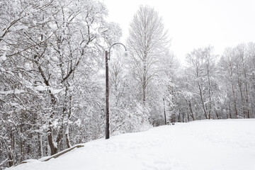 Winter forest, landscape. Trees in the snow. Snowy winter.
