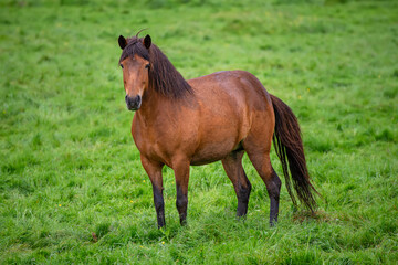 Obraz premium Single icelandic horse