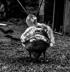 duck fixing feathers