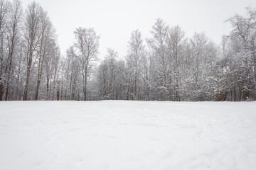 Winter forest, landscape. Trees in the snow. Snowy winter.