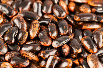 Fototapeta premium Scarlet runner beans