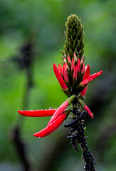 close up of red flower