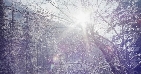 Meltdown sun light melts snow on trees winter season change to spring