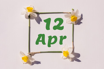 April 12th. Day 12 of month, calendar date. Frame from flowers of a narcissus on a light background, pattern. View from above. Spring month, day of the year concept