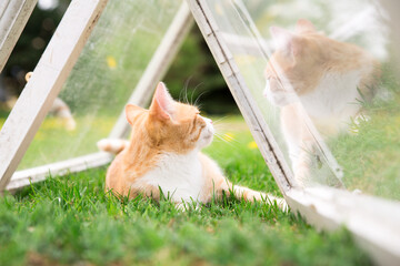 Red cat on the grass under reflecting window