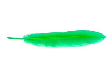 Green decorative bird feather isolated on the white background