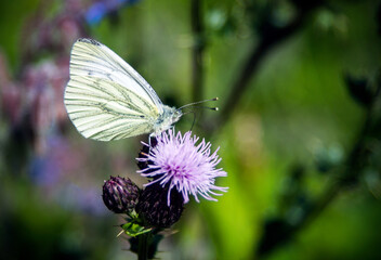 Cabbage White Butterfly