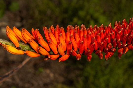 Aloe claviflora red flofer, closeup.