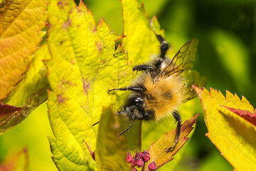 Common Carder Bee