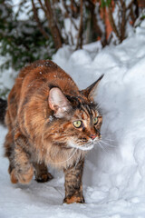 Cat running through the snow. Maine coon cat walks along the snow path between the snowdrifts. Sneaking, peeking, hunting.