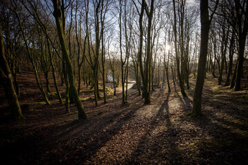 sunset in the woods