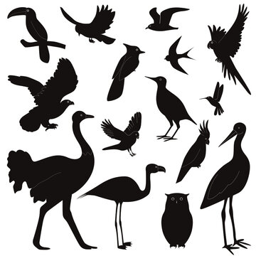Flock of birds of different species, isolated on white background. Silhouettes of birds in flight, crow, hummingbird, parrot, owl, eagle, stork. Vector illustration