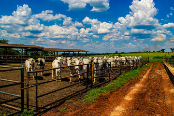 landscape with a fence cows and bolls