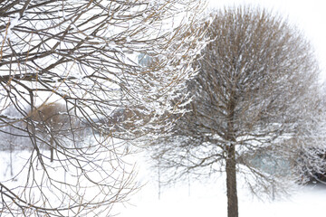Fototapeta na wymiar Willows in hoarfrost. Frost in the trees. Beautiful winter landscape 