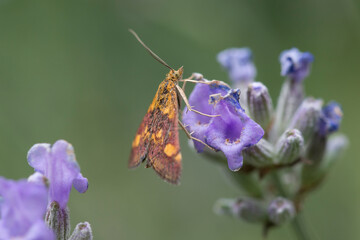 Mint moth on Lavender